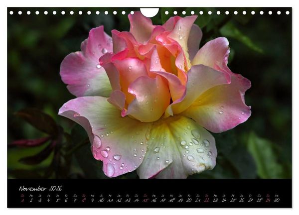 Produktbild: Rosen Romanze - Visuelle Musik (Wandkalender 2026 DIN A4 quer), CALVENDO Monatskalender