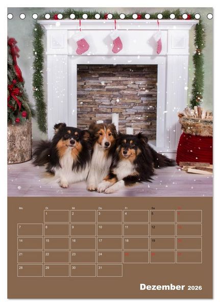 Produktbild: SHELTIES Herzensbrecher auf 4 Pfoten (Tischkalender 2026 DIN A5 hoch), CALVENDO Monatskalender