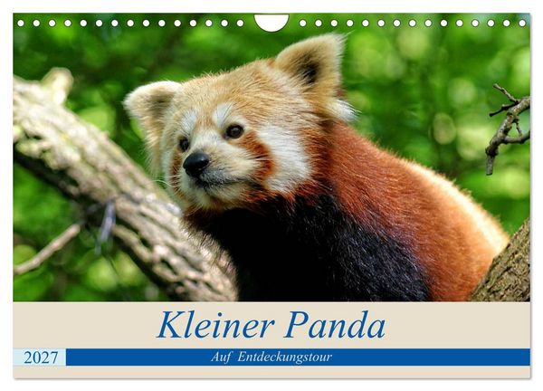 Produktbild: Kleiner Panda auf Entdeckungstour (Wandkalender 2027 DIN A4 quer), CALVENDO Monatskalender