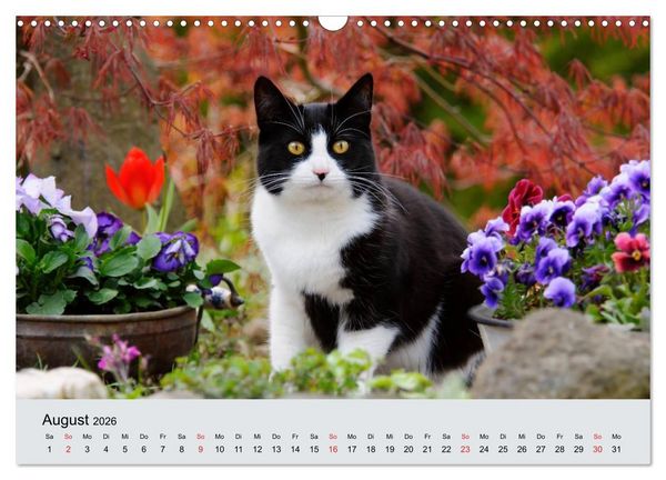 Produktbild: Katzen im Garten (Wandkalender 2026 DIN A3 quer), CALVENDO Monatskalender