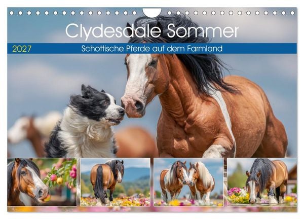 Clydesdale Sommer. Schottische Pferde auf dem Farmland (Wandkalender 2027 DIN A4 quer), CALVENDO Monatskalender