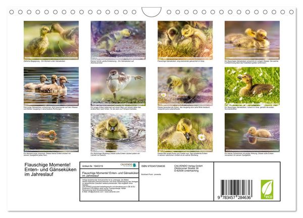 Produktbild: Flauschige Momente! Enten- und G&auml;nsek&uuml;ken im Jahreslauf (Wandkalender 2026 DIN A4 quer), CALVENDO Monatskalender