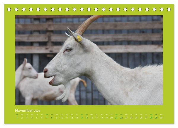 Produktbild: Ziegenkalender 2026 (Tischkalender 2026 DIN A5 quer), CALVENDO Monatskalender