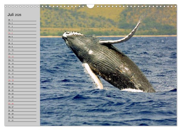 Produktbild: Delfine und Wale (Wandkalender 2026 DIN A3 quer), CALVENDO Monatskalender