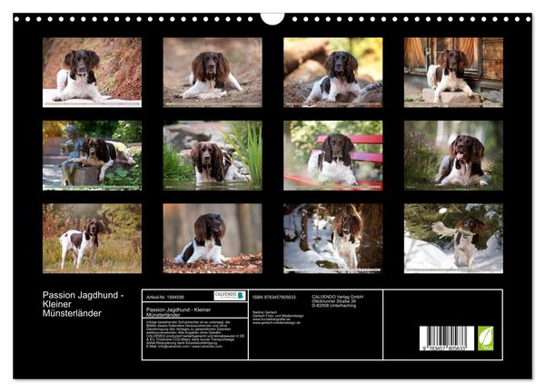 Produktbild: Passion Jagdhund - Kleiner M&uuml;nsterl&auml;nder (Wandkalender 2026 DIN A3 quer), CALVENDO Monatskalender