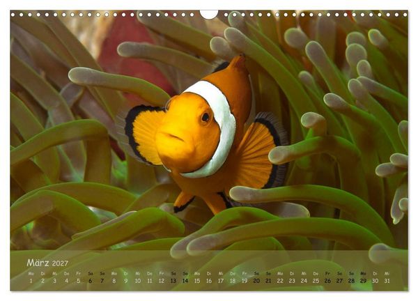 Produktbild: Anemonenfische - Streitbare Gesellen (Wandkalender 2027 DIN A3 quer), CALVENDO Monatskalender