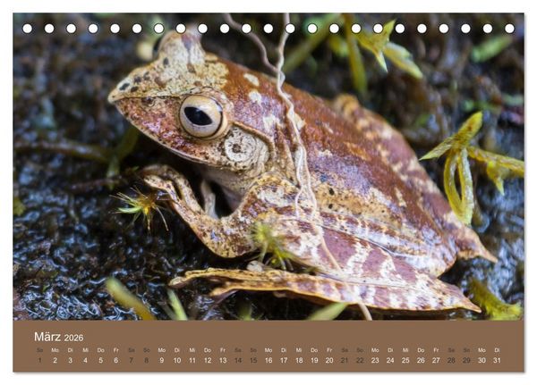 Produktbild: Madagaskars wundersame Tierwelt (Tischkalender 2026 DIN A5 quer), CALVENDO Monatskalender