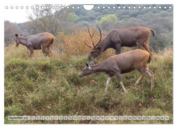 Produktbild: Indien - Eindrucksvoller Subkontinent (Wandkalender 2026 DIN A4 quer), CALVENDO Monatskalender