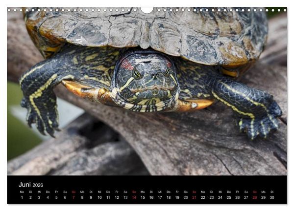 Produktbild: Wasserschildkr&ouml;ten (Wandkalender 2026 DIN A3 quer), CALVENDO Monatskalender