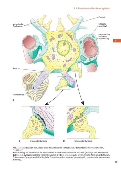 Produktbild: Handbuch Anatomie