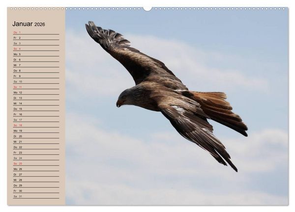 Produktbild: Der Steinadler. Majest&auml;tischer Greifvogel (Wandkalender 2026 DIN A2 quer), CALVENDO Monatskalender