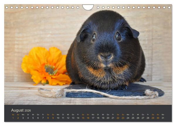 Produktbild: Meerschweinchen Portraits (Wandkalender 2026 DIN A4 quer), CALVENDO Monatskalender