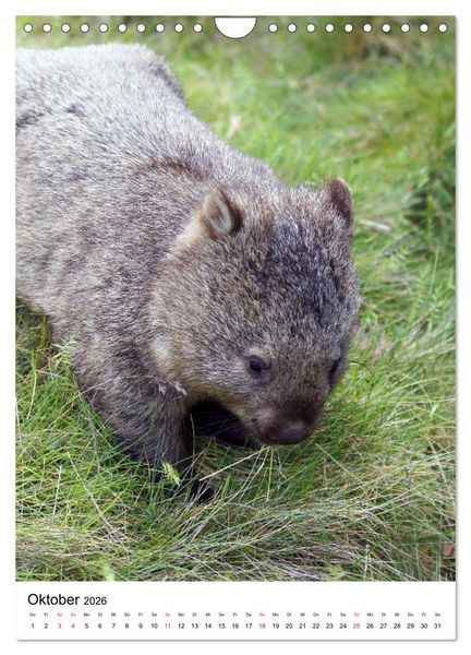 Produktbild: Australien - Hilfe f&uuml;r die einzigartige Tierwelt (Wandkalender 2026 DIN A4 hoch), CALVENDO Monatskalender