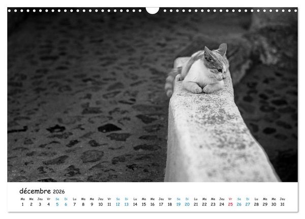 Produktbild: Chats de Santorin - Les princes d'Oia en noir et blanc (Calendrier mural 2026 DIN A3 vertical), CALVENDO calendrier mensuel