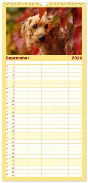 Produktbild: Familienplaner 2026 - DACKELmix Elli Pirelli mit 5 Spalten (Wandkalender, 21 x 45 cm) CALVENDO