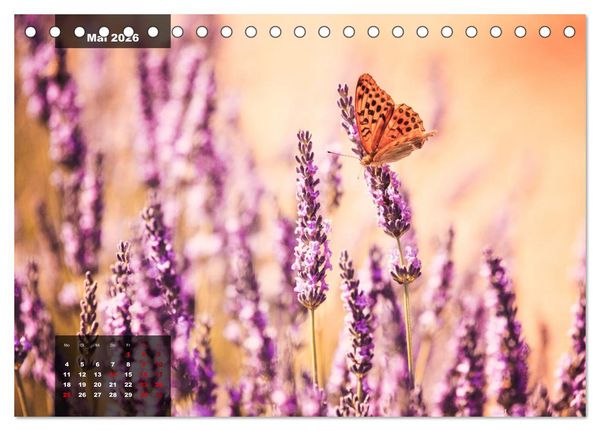 Produktbild: Provence - Farben und D&uuml;fte (Tischkalender 2026 DIN A5 quer), CALVENDO Monatskalender