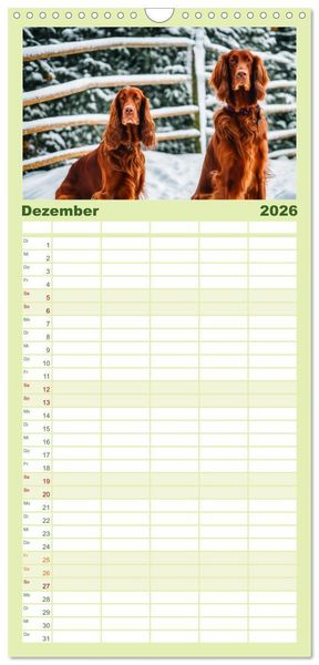 Produktbild: Familienplaner 2026 - Irish Setter - Anmut pur mit 5 Spalten (Wandkalender, 21 x 45 cm) CALVENDO