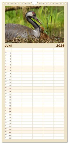 Produktbild: Familienplaner 2026 - Mit Kranichen durch das Jahr mit 5 Spalten (Wandkalender, 21 x 45 cm) CALVENDO