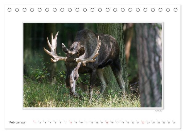 Produktbild: Emotionale Momente: Europ&auml;ischer Elch Part II (Tischkalender 2026 DIN A5 quer), CALVENDO Monatskalender