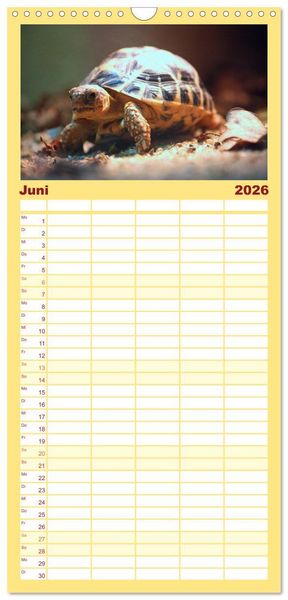 Produktbild: Familienplaner 2026 - Schildkr&ouml;ten - Gepanzerte Urzeitwesen mit 5 Spalten (Wandkalender, 21 x 45 cm) CALVENDO