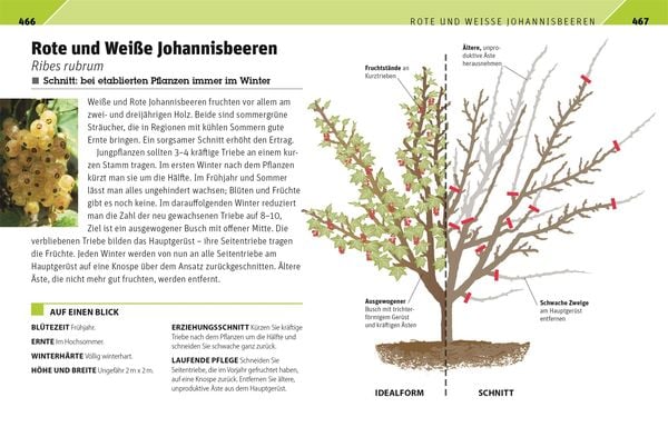 Produktbild: Gartenwissen Pflanzenschnitt