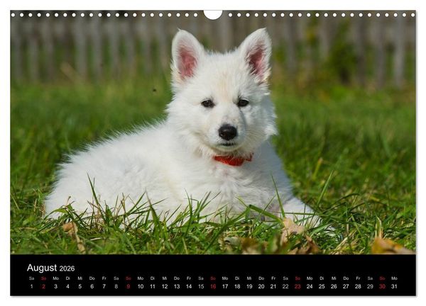 Produktbild: Wei&szlig;er Schweizer Sch&auml;ferhund - Ein Tag im Leben einer Hundefamilie (Wandkalender 2026 DIN A3 quer), CALVENDO Monatskalender