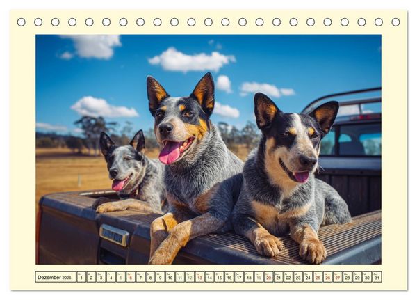 Produktbild: Australian Cattle Dogs. Echte Cowboys und Helden der Farm (Tischkalender 2026 DIN A5 quer), CALVENDO Monatskalender