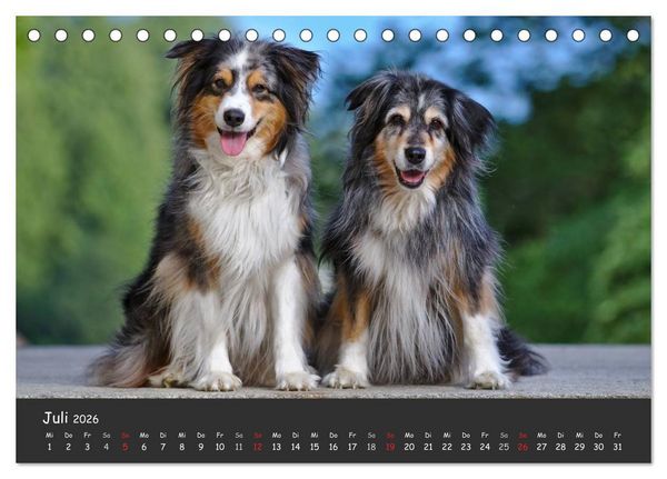 Produktbild: Australian Shepherd - Augenblicke (Tischkalender 2026 DIN A5 quer), CALVENDO Monatskalender