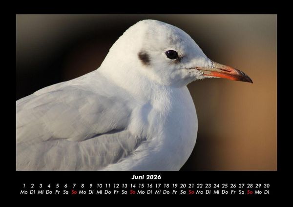 Produktbild: Welt der V&ouml;gel 2026 Fotokalender DIN A3