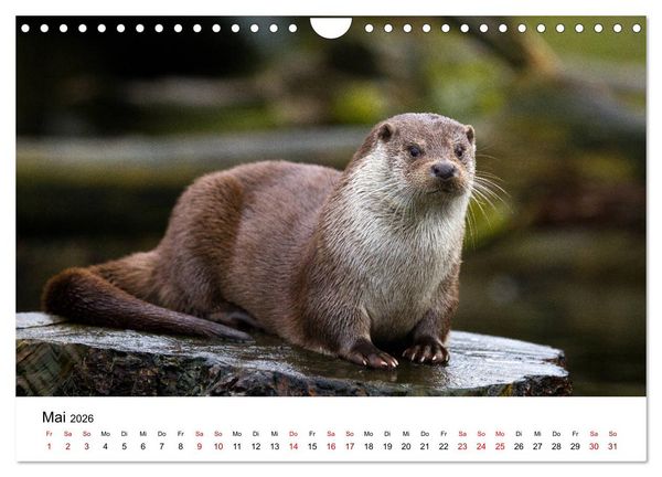 Produktbild: Otter - J&auml;ger an Fl&uuml;ssen und Seen (Wandkalender 2026 DIN A4 quer), CALVENDO Monatskalender