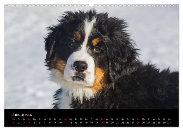 Produktbild: Treuer Freund Berner Sennenhund (Wandkalender 2026 DIN A2 quer), CALVENDO Monatskalender