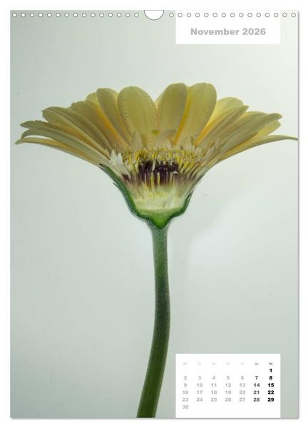 Produktbild: Schnittblumen 2026 (Wandkalender 2026 DIN A3 hoch), CALVENDO Monatskalender