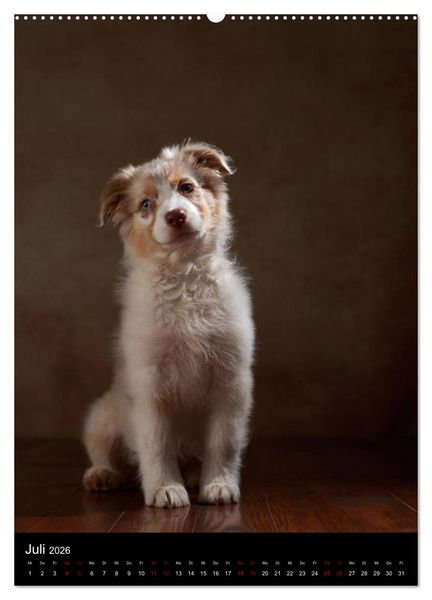 Produktbild: Geliebte Aussies - Australian Shepherds im Portrait (hochwertiger Premium Wandkalender 2026 DIN A2 hoch), Kunstdruck in Hochglanz