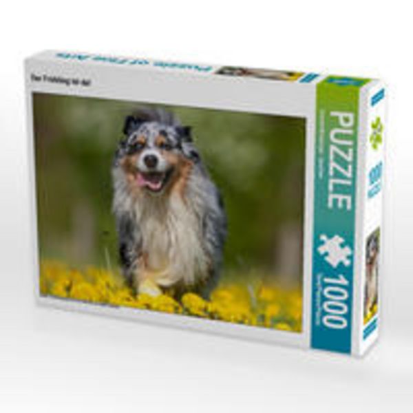CALVENDO Puzzle Australian Shepherd im Frühling | 1000 Teile Lege-Größe 64x48cm Foto-Puzzle für glückliche Stunden