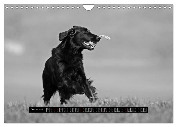 Produktbild: Flatcoated Retriever Black Edition (Wandkalender 2026 DIN A4 quer), CALVENDO Monatskalender