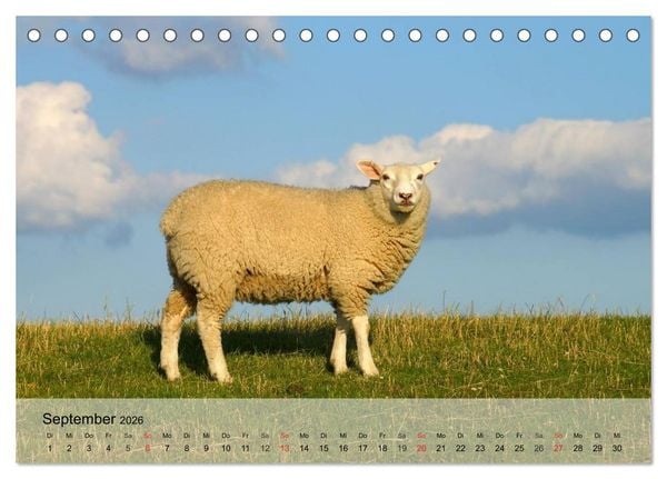 Produktbild: Schafe z&auml;hlen leicht gemacht! (Tischkalender 2026 DIN A5 quer), CALVENDO Monatskalender