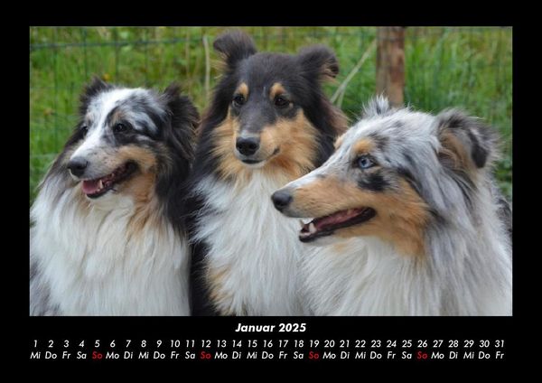 Produktbild: Hundezauber 2025 Fotokalender DIN A3