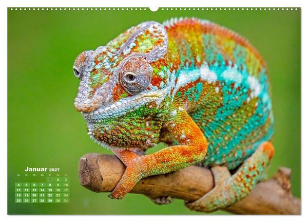 Produktbild: Cham&auml;leon: Die farbenfrohe Welt der Reptilien (Wandkalender 2027 DIN A2 quer), CALVENDO Monatskalender