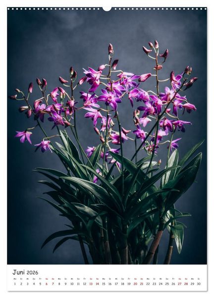 Produktbild: Orchideen Zauber (hochwertiger Premium Wandkalender 2026 DIN A2 hoch), Kunstdruck in Hochglanz