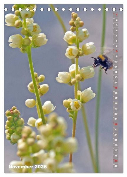 Produktbild: Blossom Love, von Bienen und Hummeln (Tischkalender 2026 DIN A5 hoch), CALVENDO Monatskalender