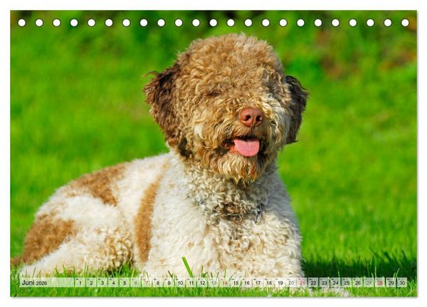 Produktbild: Lagotto Romagnolo - Ein Hund zum Verlieben (Tischkalender 2026 DIN A5 quer), CALVENDO Monatskalender