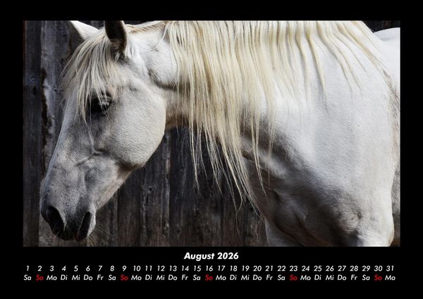 Produktbild: Pferdegefl&uuml;ster 2026 Fotokalender DIN A3
