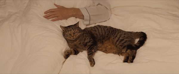 Produktbild: Kater