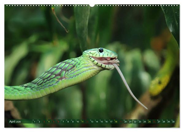 Produktbild: W&uuml;rge- und Giftschlangen (Wandkalender 2026 DIN A2 quer), CALVENDO Monatskalender