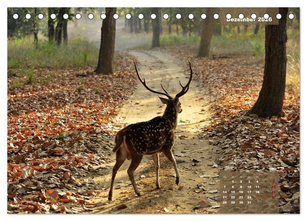 Produktbild: Wilde Tiere Indiens (Tischkalender 2026 DIN A5 quer), CALVENDO Monatskalender