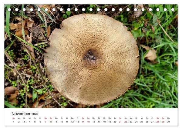 Produktbild: Pilze - Geheimnisvolle Herrscher der W&auml;lder (Tischkalender 2026 DIN A5 quer), CALVENDO Monatskalender