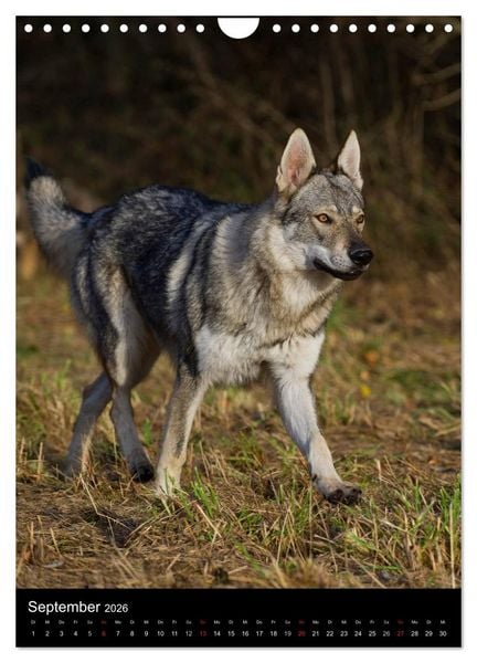 Produktbild: Faszination Wolfhund (Wandkalender 2026 DIN A4 hoch), CALVENDO Monatskalender