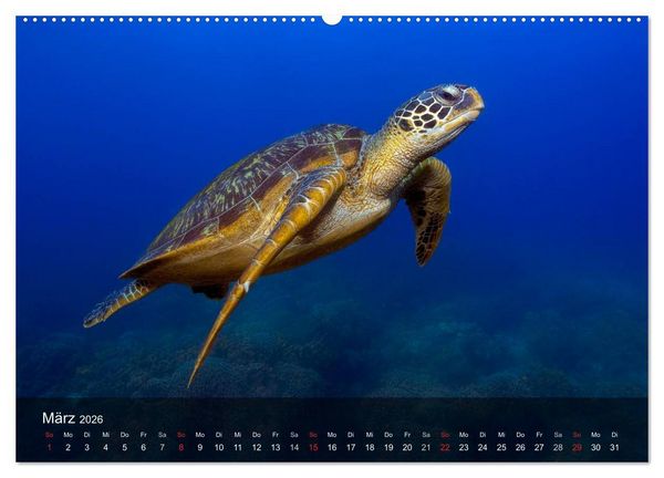 Produktbild: Schildkr&ouml;ten des Ozeans (Wandkalender 2026 DIN A2 quer), CALVENDO Monatskalender