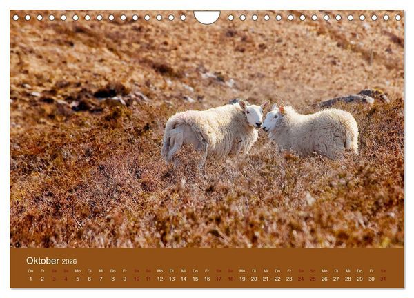 Produktbild: Unter Schafen - Wegbegleiter auf Reisen (Wandkalender 2026 DIN A4 quer), CALVENDO Monatskalender
