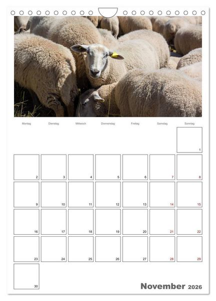 Produktbild: Schafe - 12 Monate in der Herde (Wandkalender 2026 DIN A4 hoch), CALVENDO Monatskalender